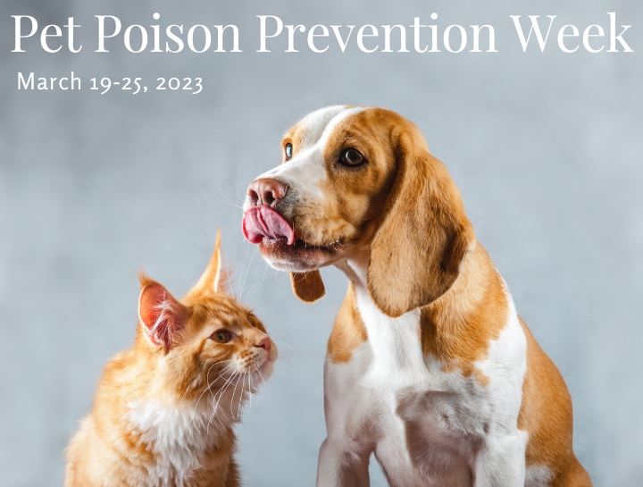 Pet Poison Prevention Week: March 19-25